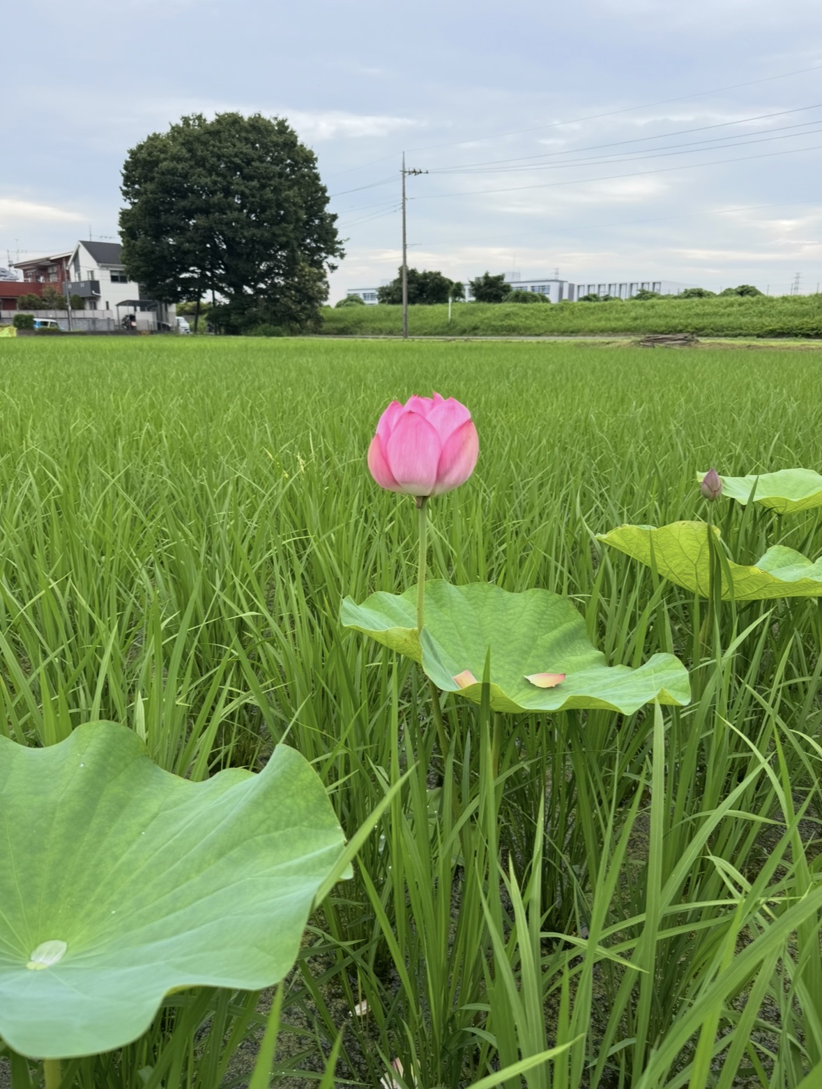 8月の発送日のお知らせ