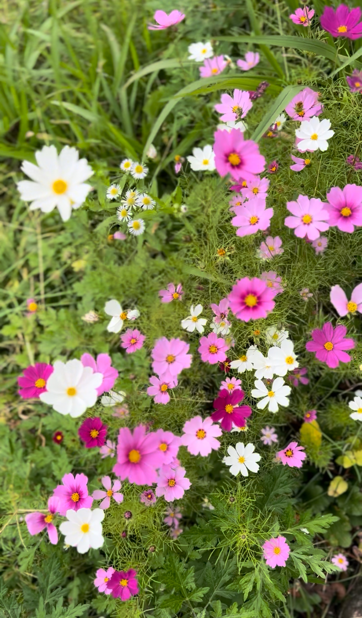 11月発送日のお知らせ