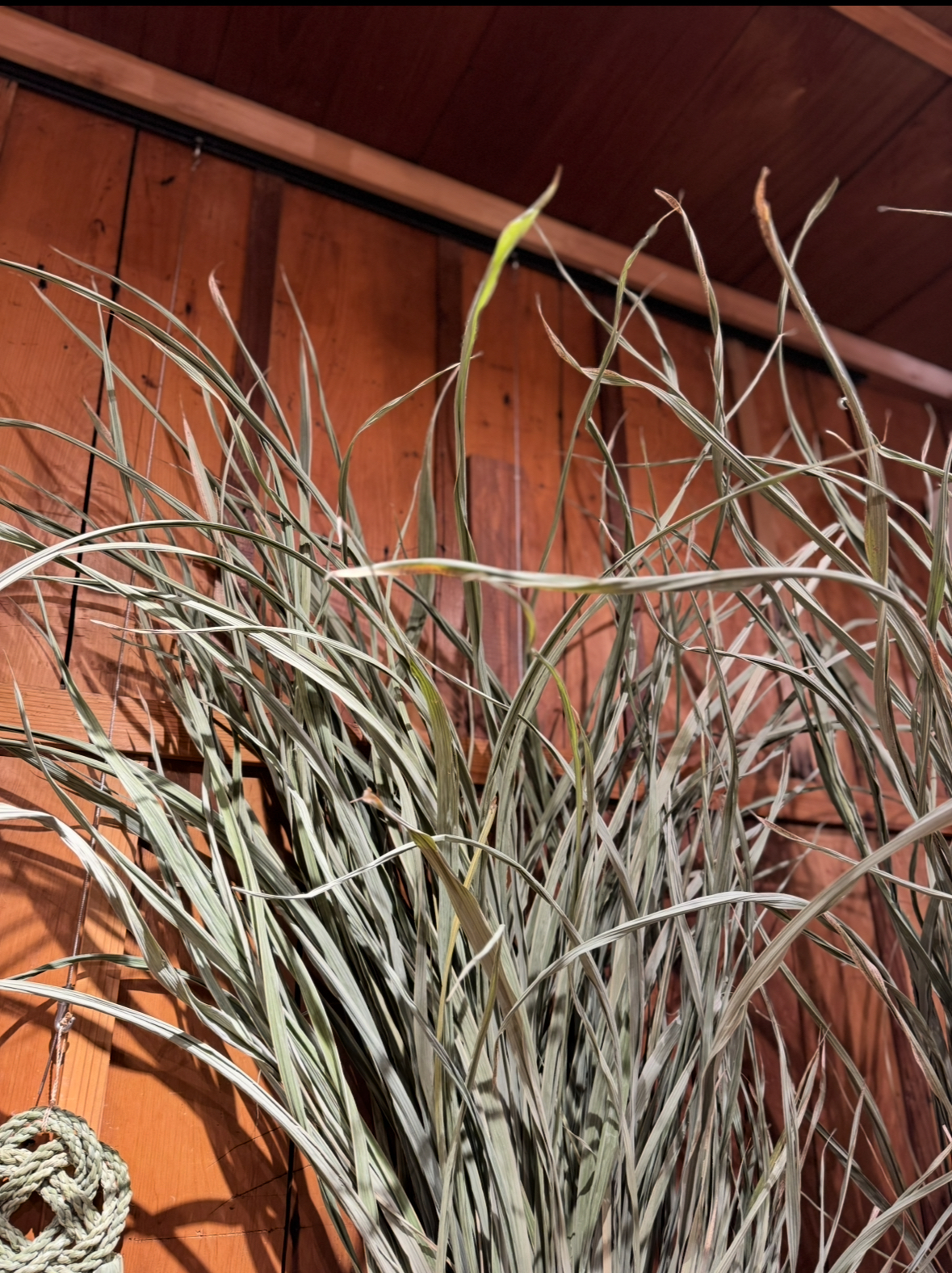 12月発送日のお知らせ