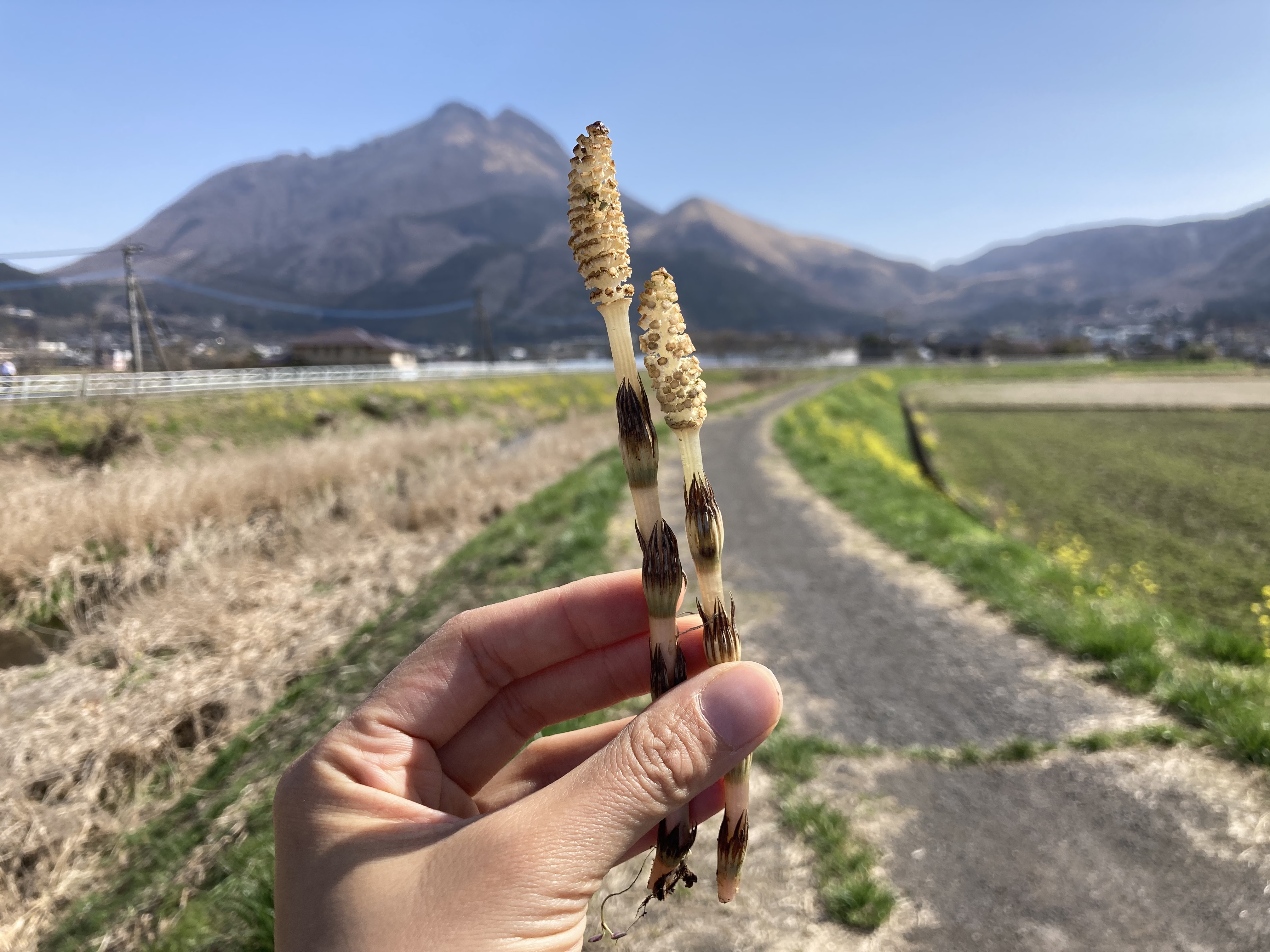 3月発送日のお知らせ