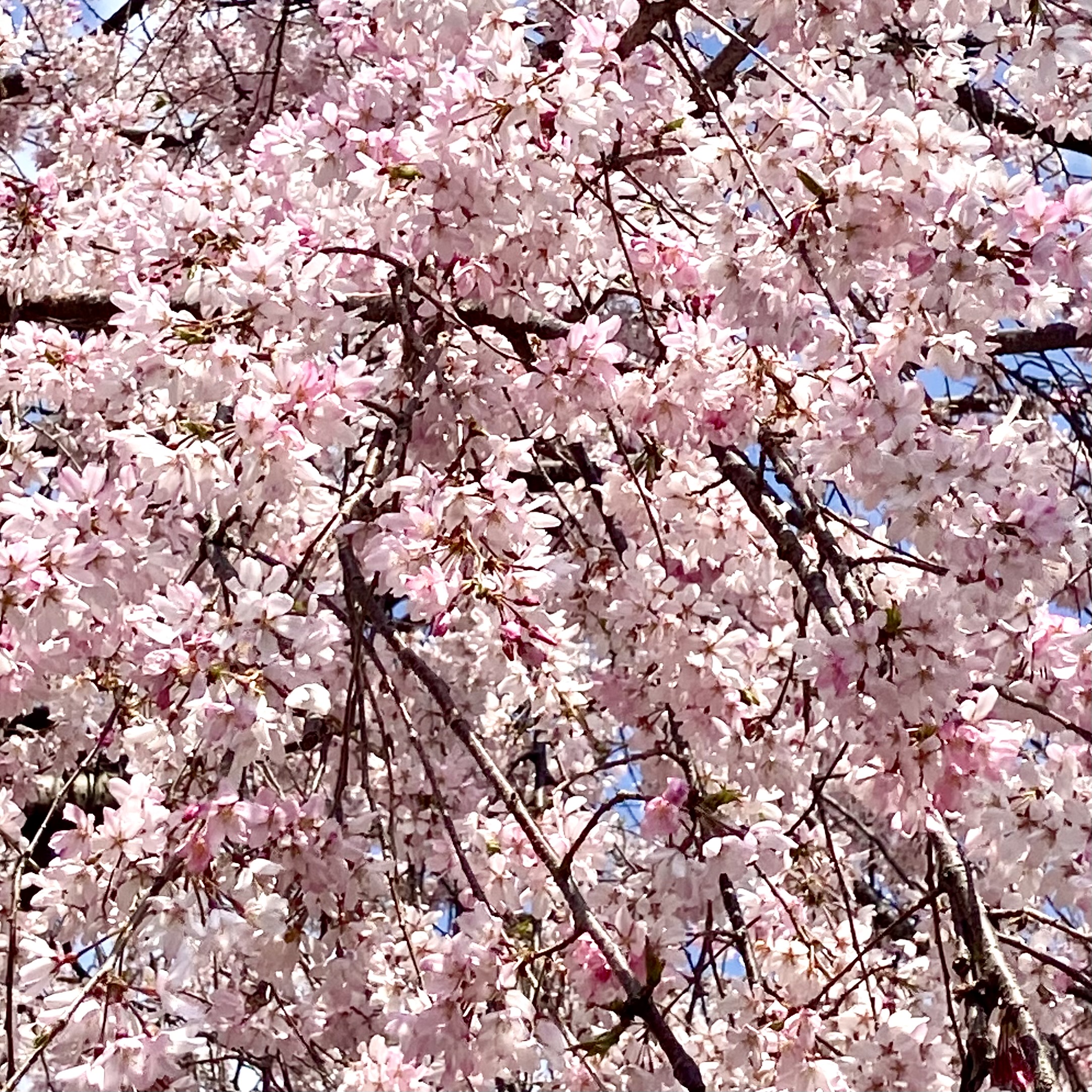 お花見 × お仕事