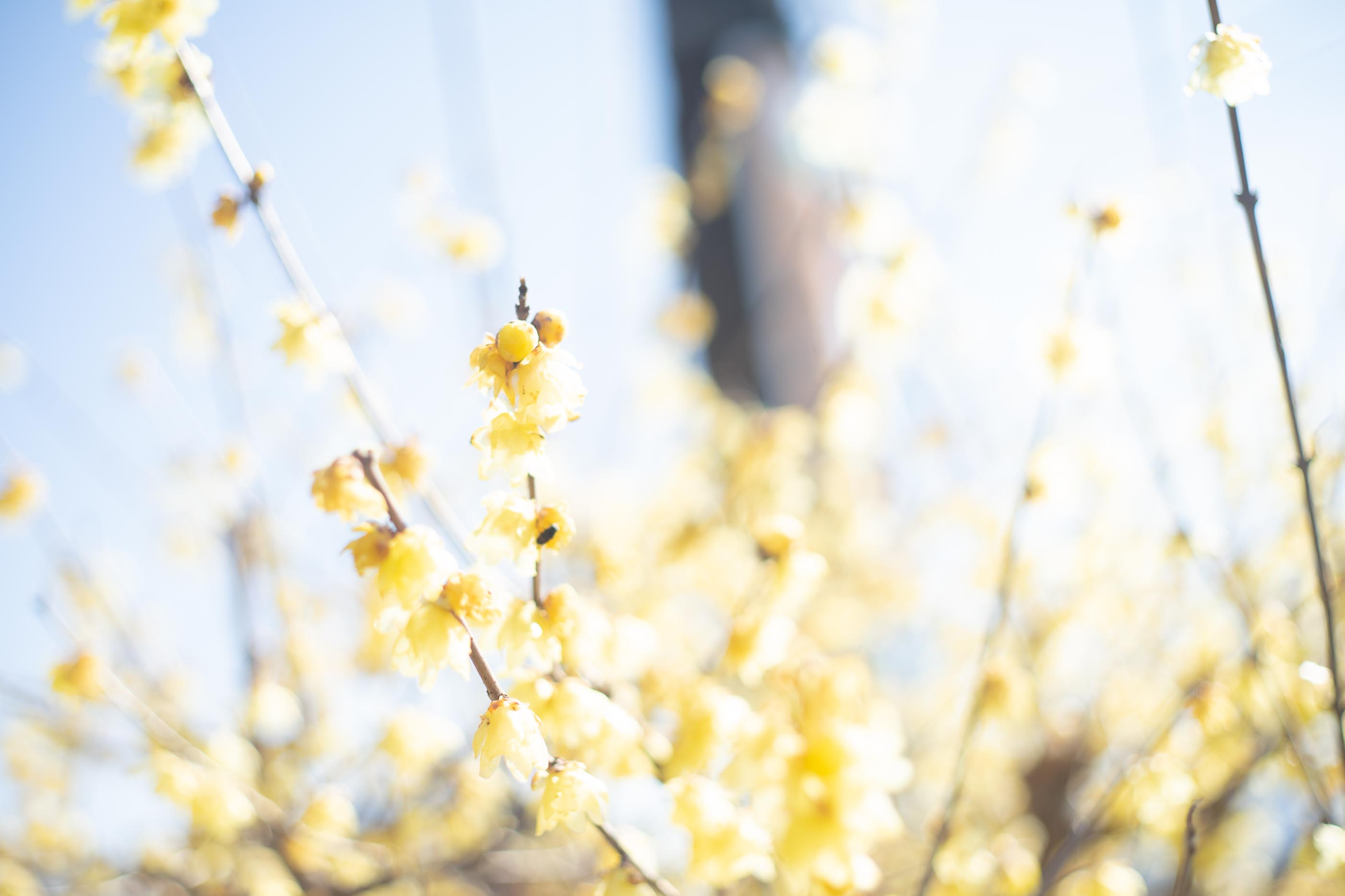 spring