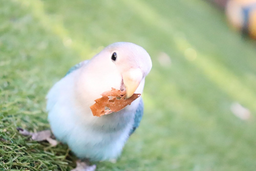 インコが行方不明に 迷い鳥の探し方について 迷子ペットチラシ制作サイト オカエリ