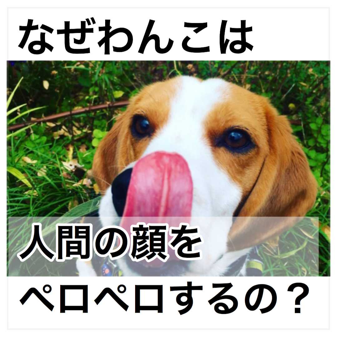 なぜわんこは人間の顔をペロペロするの？