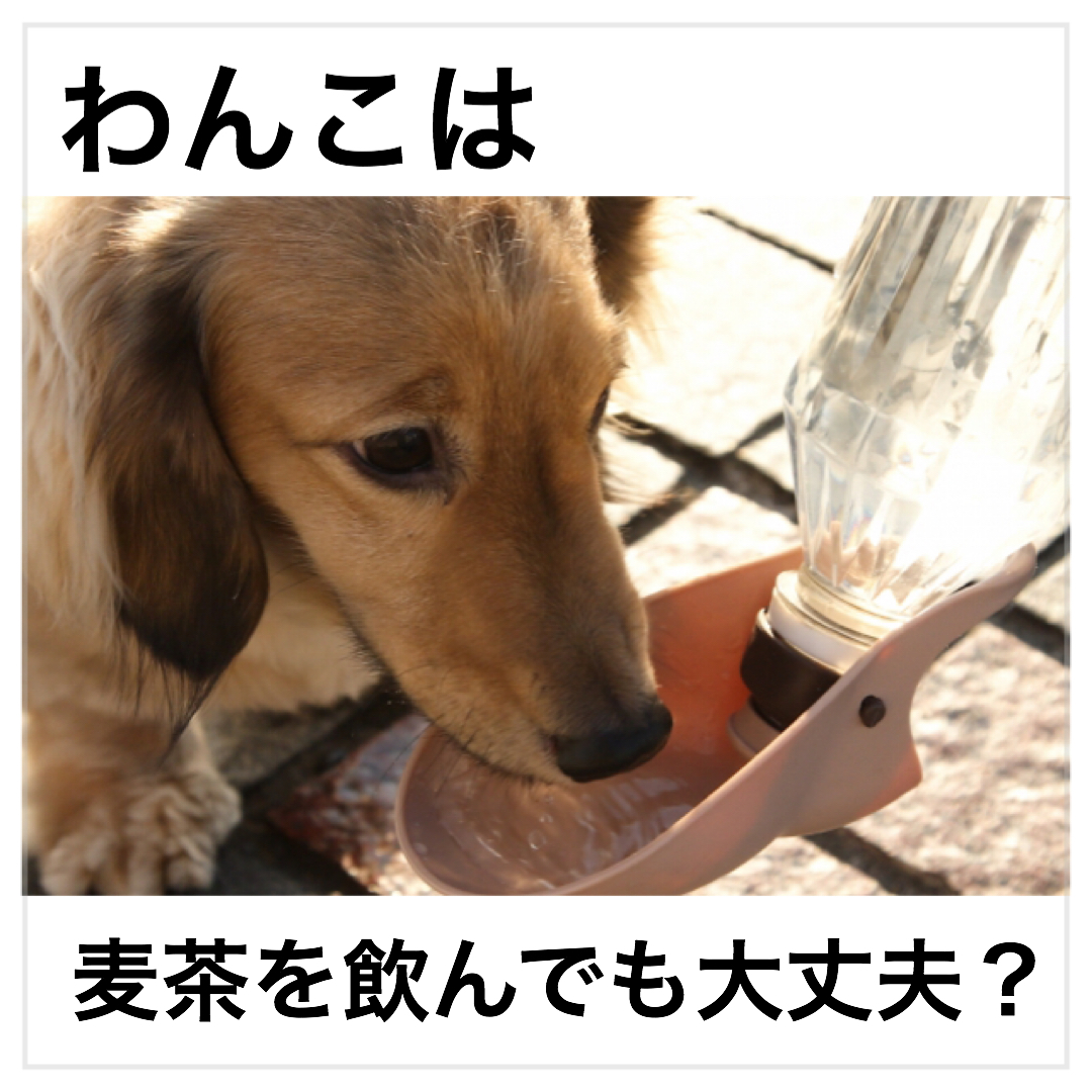 わんこは麦茶を飲んでも大丈夫？