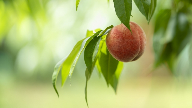 【ブログ】夏バテ予防！桃は体を冷やしすぎない果物。