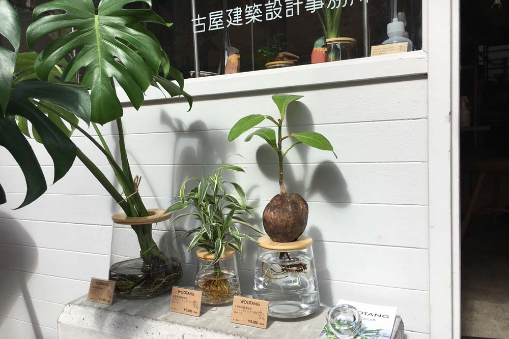 実店舗に水耕栽培のインテリア観葉植物WOOTANG(ウータン)入荷しました。