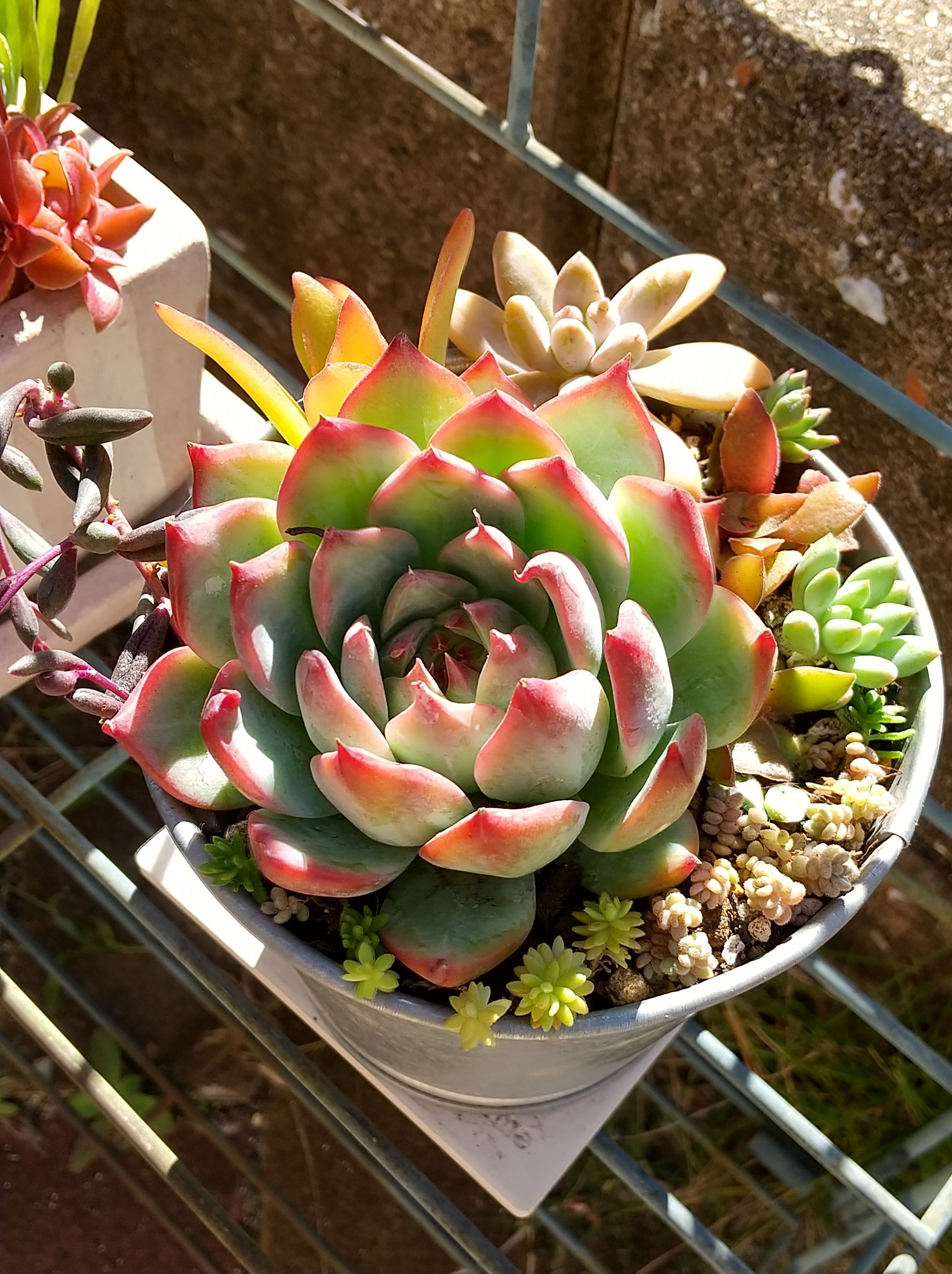 植え替えしました✨