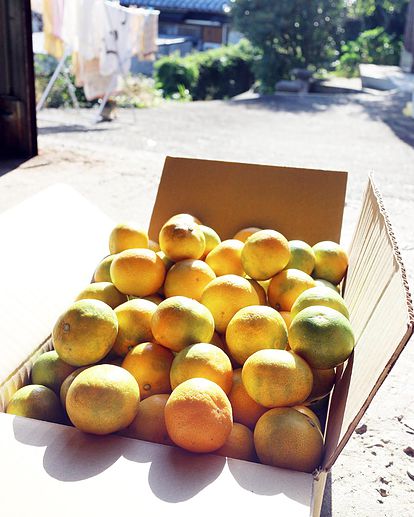 【和歌山県産】ゆら早生みかん（極早生） 【ご家庭用】【送料無料】