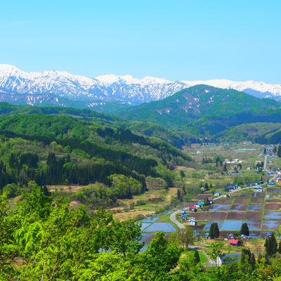 山形県産漬物【伝統食材】送料無料【産地直送】