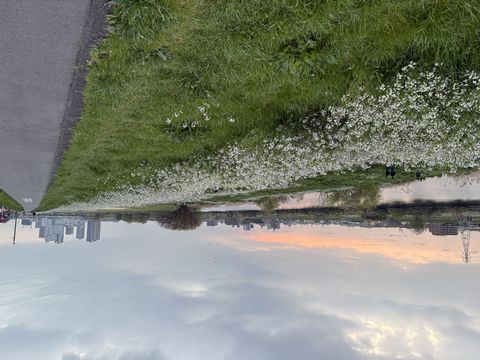 3/28（土）多摩川　ハマダイコン（浜大根）の花