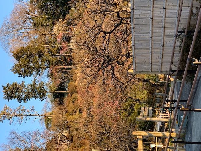 池上梅園　梅花の見ごろはもうすぐ。