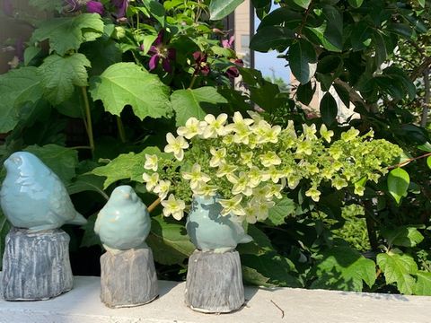 柏葉アジサイが開花しました。