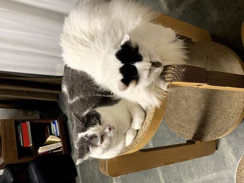 二匹の猫。　今日はたまたまこんな気分。