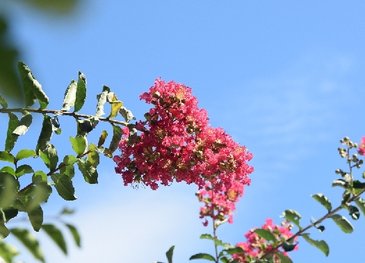 D-plus-stock  百日紅の花が見ごろになりました。