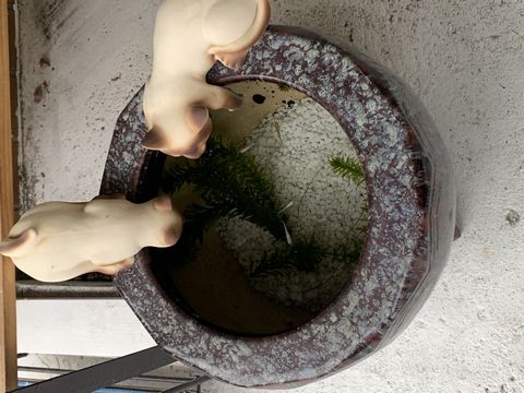 火鉢のメダカ。