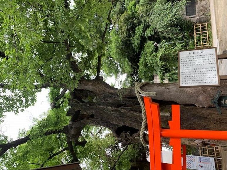 新田神社の御神木。