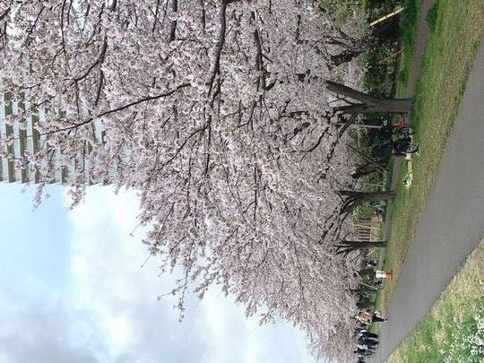 3月末　多摩川土手の桜。