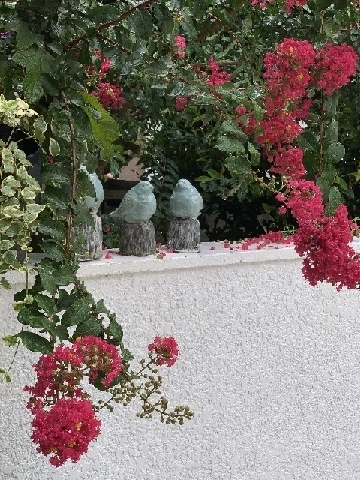 九月の百日紅の花。