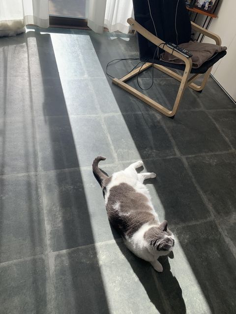 日向ぼっこの天才。