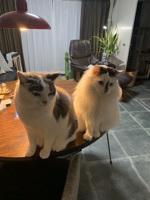 猫たちは揃ってご飯待ち中！