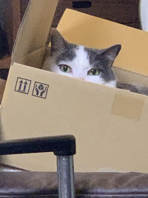 うちの箱入り。