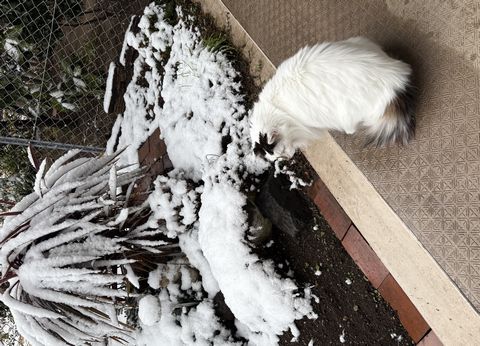 雪の朝のスタンプはニコちゃんマーク。」