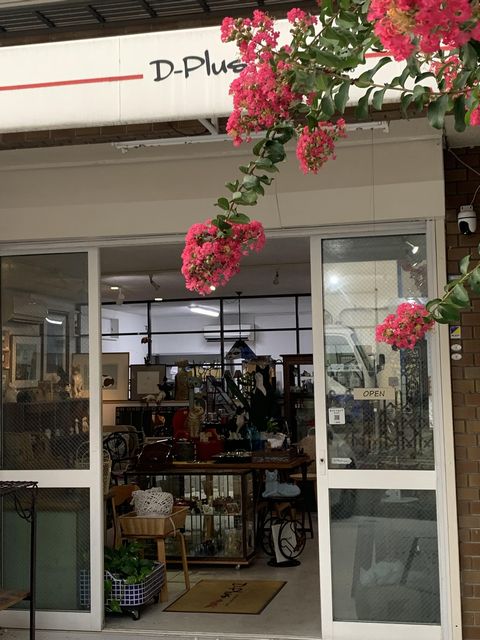 本日の D-plus stock　　 百日紅の花が開花しています。