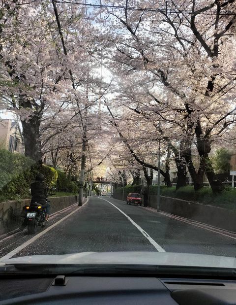 3月28日の桜坂。