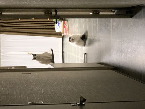 似たもの同士。　今日の猫たち。
