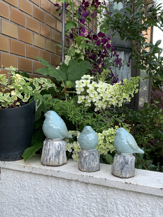 柏葉紫陽花が咲きました。