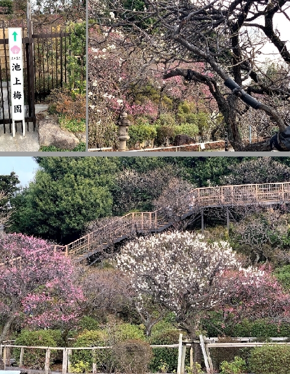 春を探しに池上梅園へ。