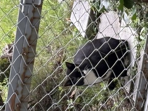 小さなお客様。 白いソックスの黒猫。