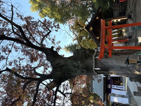 今日は晴れ! 12/5 新田神社のご神木。