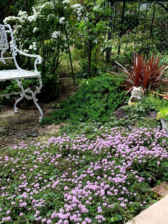 クリーピングタイム開花です！