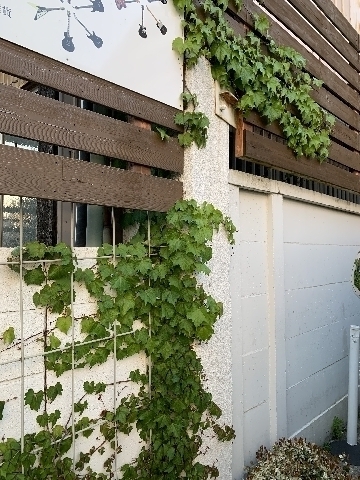 夏ヅタが壁面を緑に塗り替え始めました。