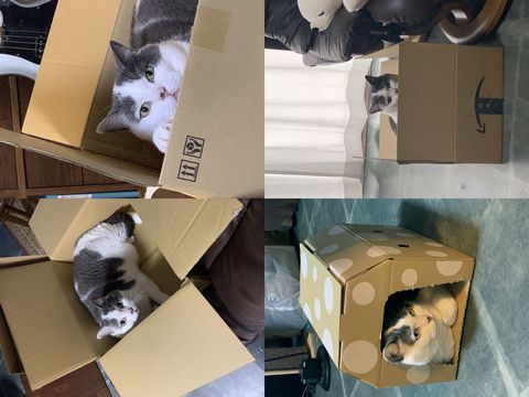 宅配便が待ち遠しい我が家の箱入り猫。
