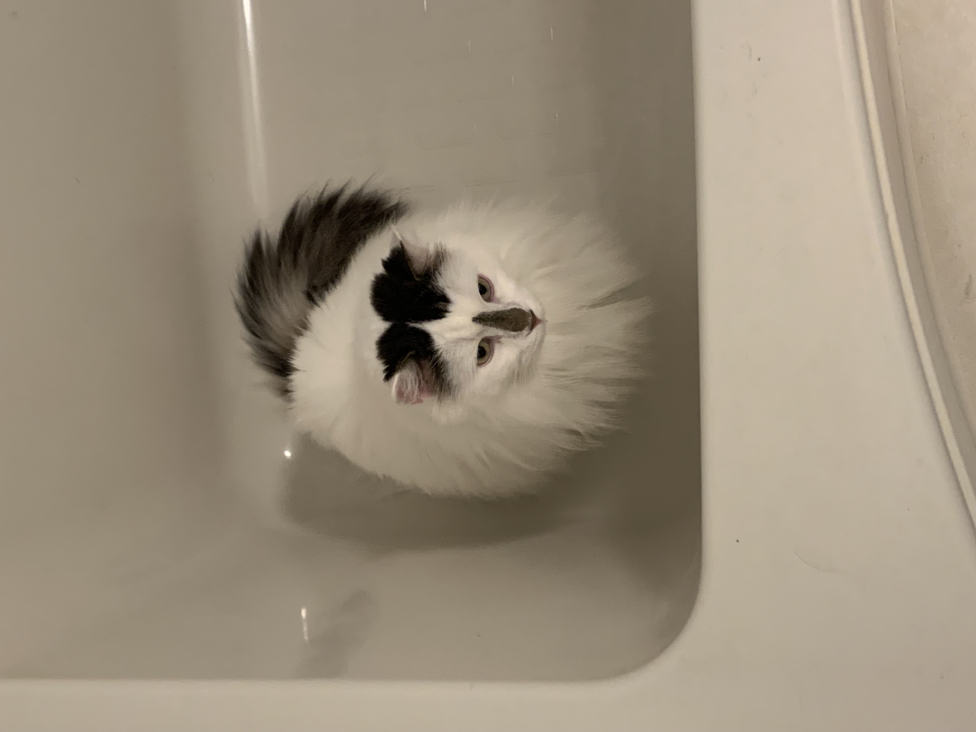 テスラ？