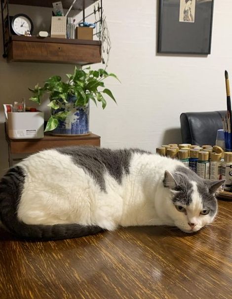 8月16日は猫日和。