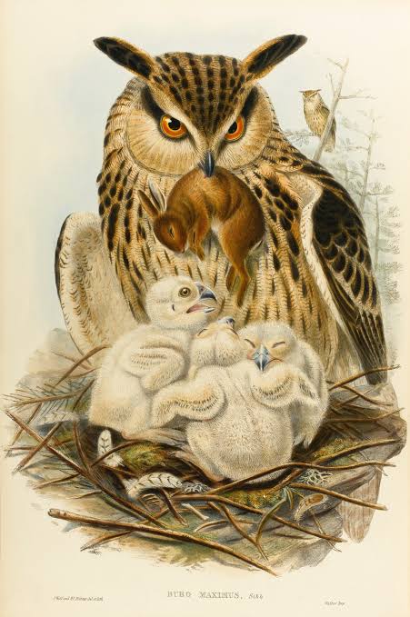 【原画解説】ジョン・グールド「ワシミミズクの一家」（『イギリス鳥類図譜』1862-1873より）