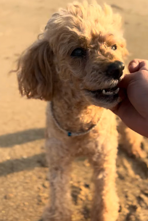 amaja herbの看板犬「じゅうちゃん」のおやつタイム