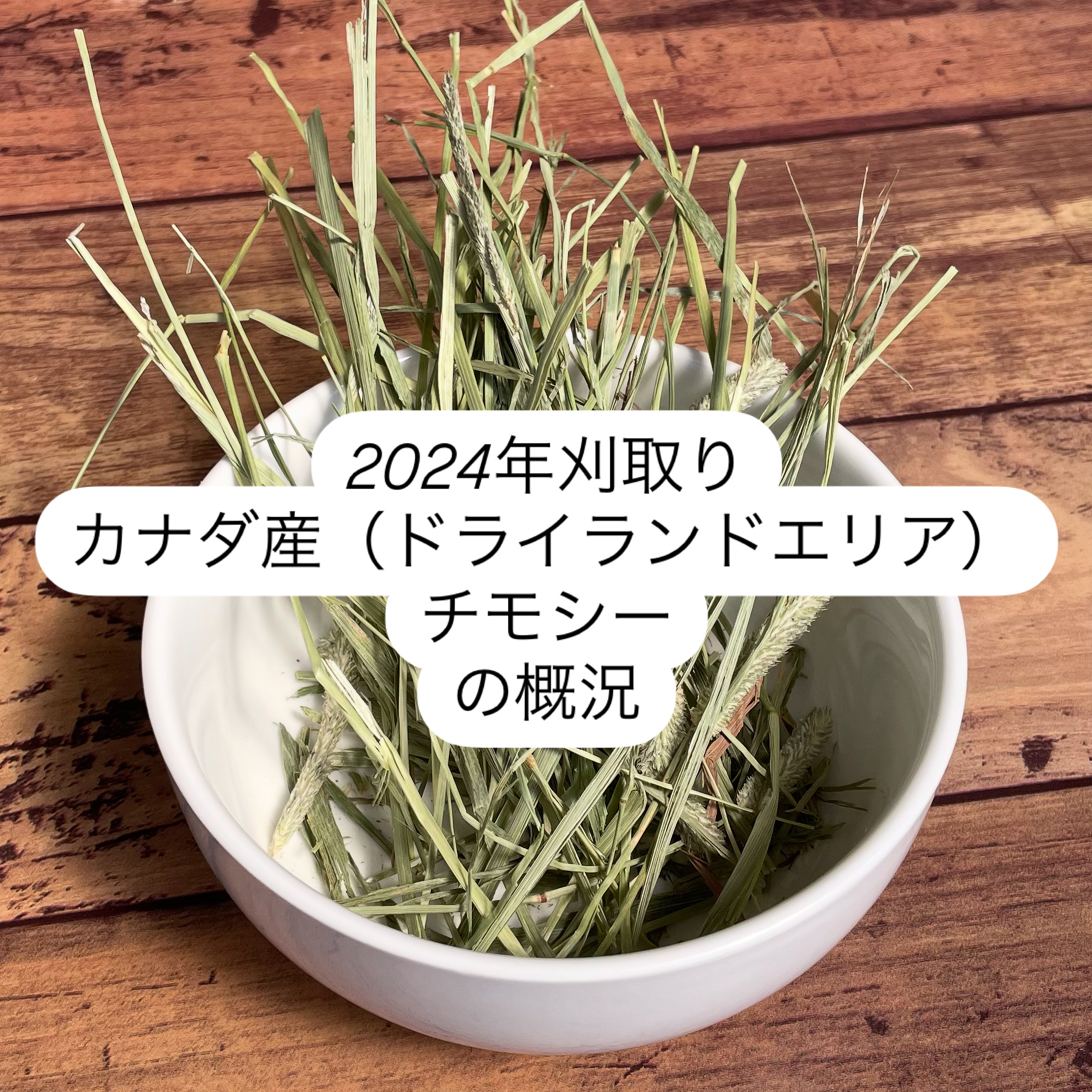 2024年刈取り　カナダ産（ドライランドエリア）チモシーの概況