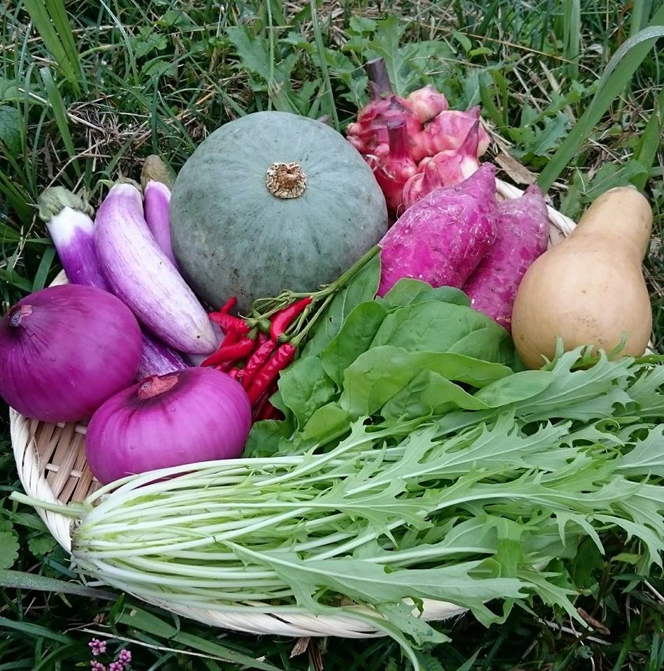 朝に収穫されたお野菜と楽しむ～スローフードを始めよう。