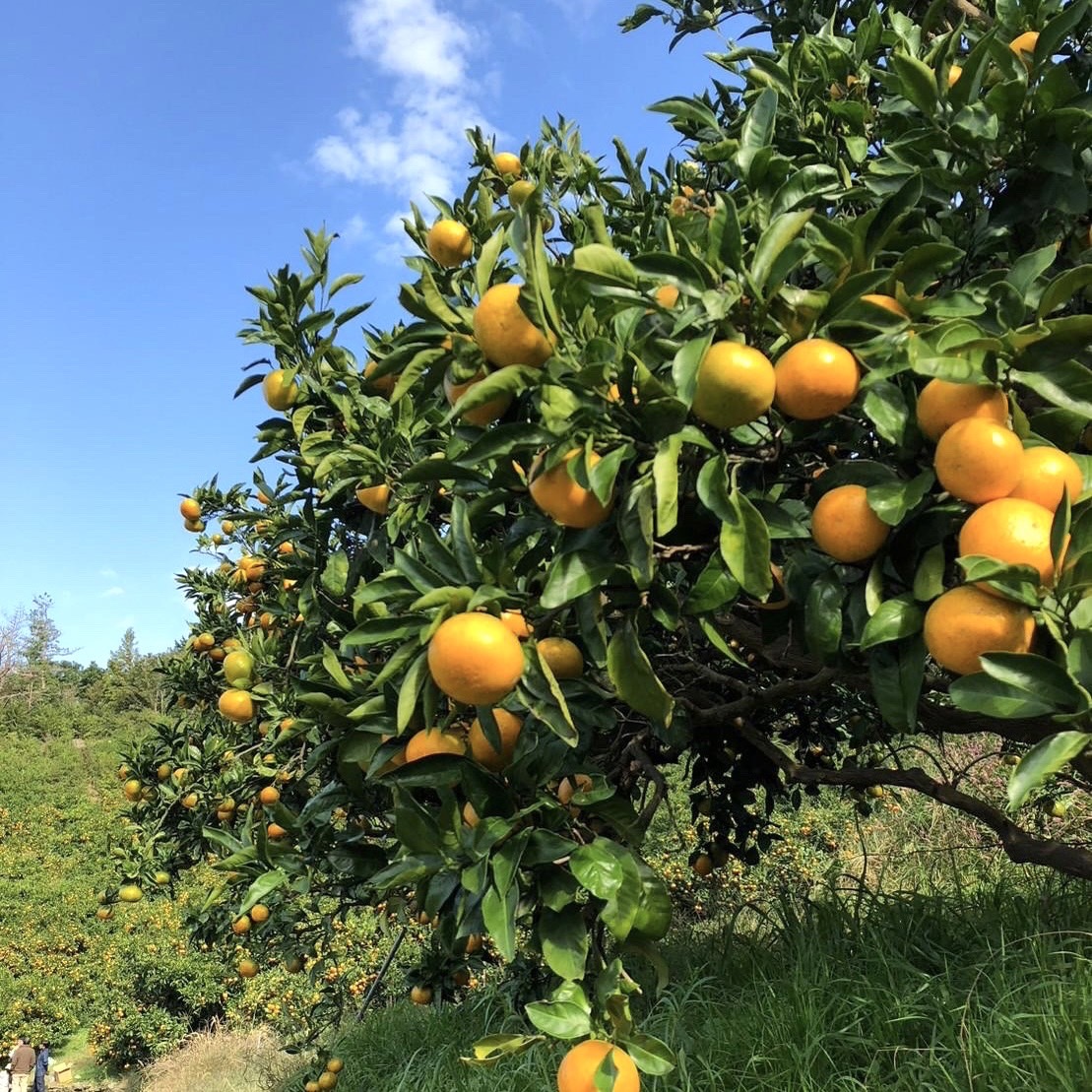 THE MARKET groceryに新しい仲間ができました！『下津きょうだいみかん山』