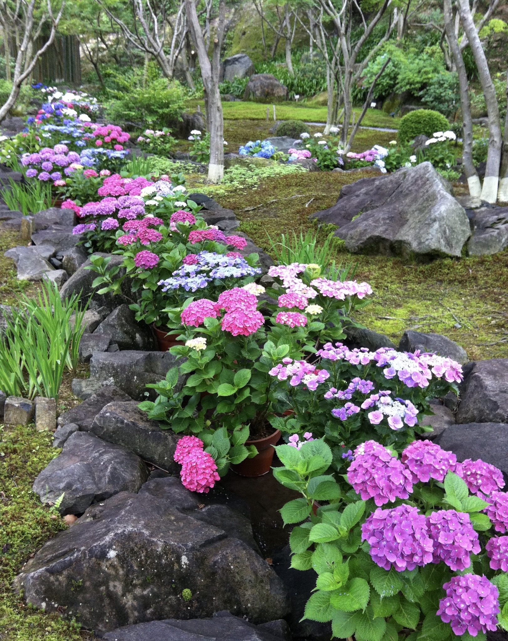 【日常】梅雨入り