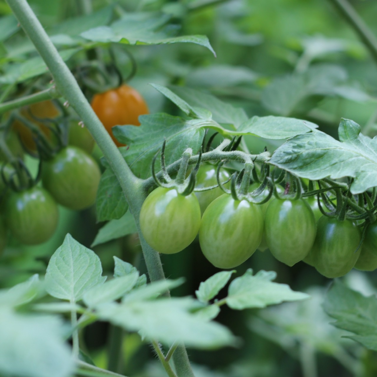 【日常】夏本番ですね