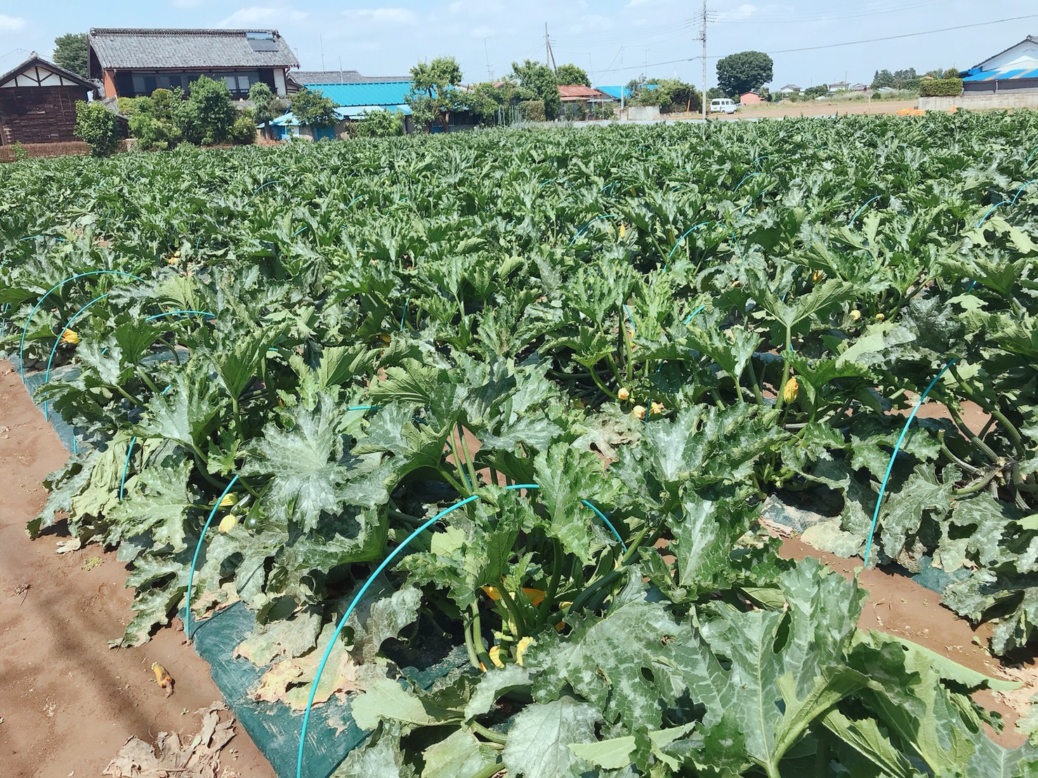 夏野菜の王様「ズッキーニ」が大量収穫です。