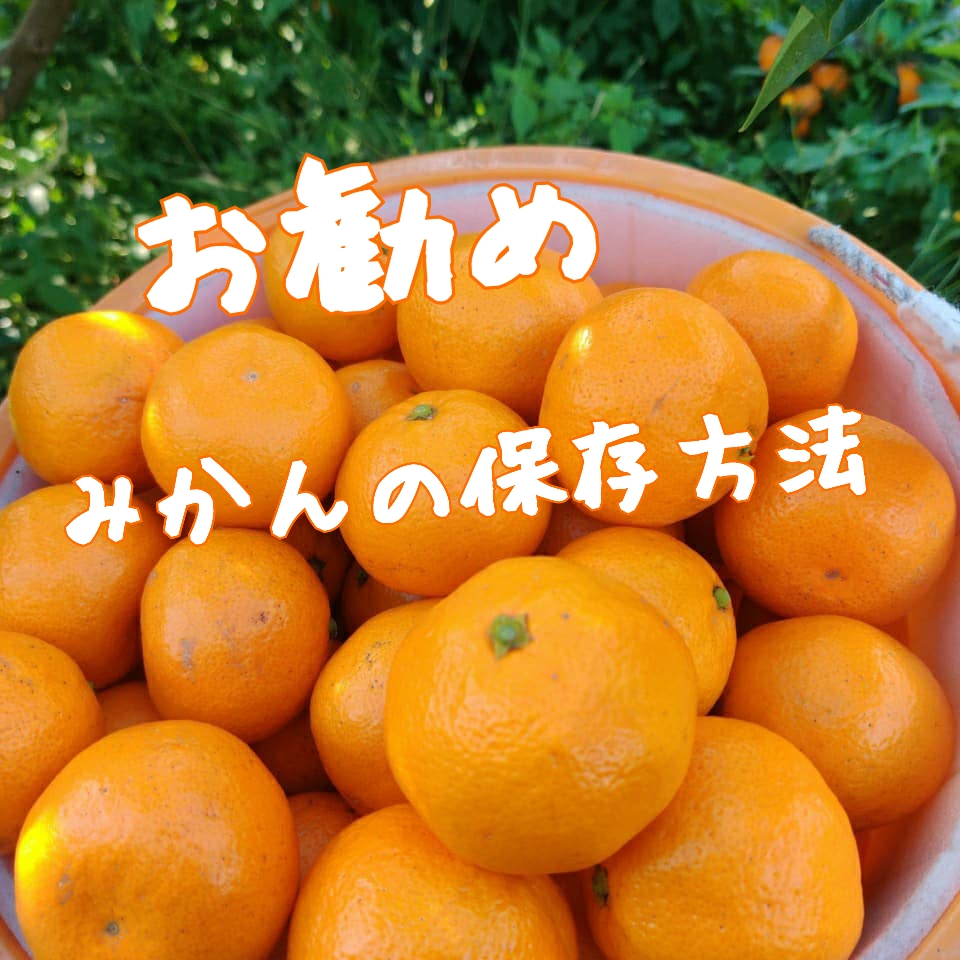お勧めみかんの保存方法