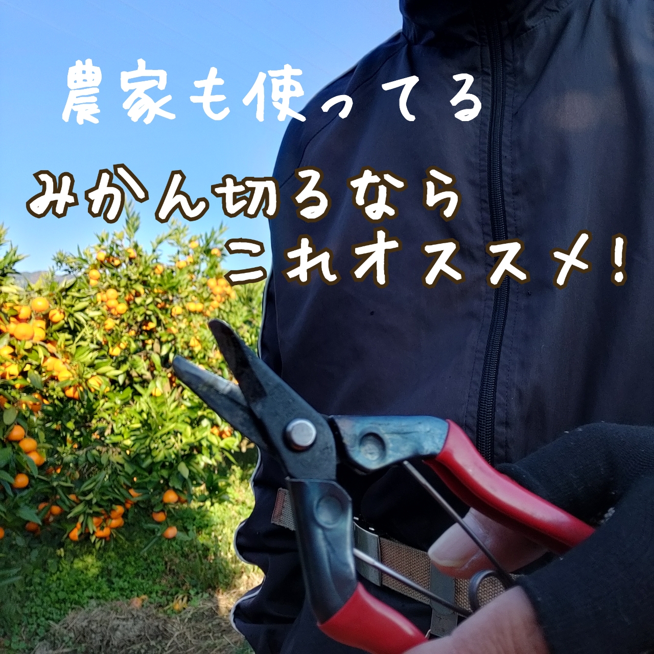 農家も使ってる！　みかん狩りならこれがおススメ！