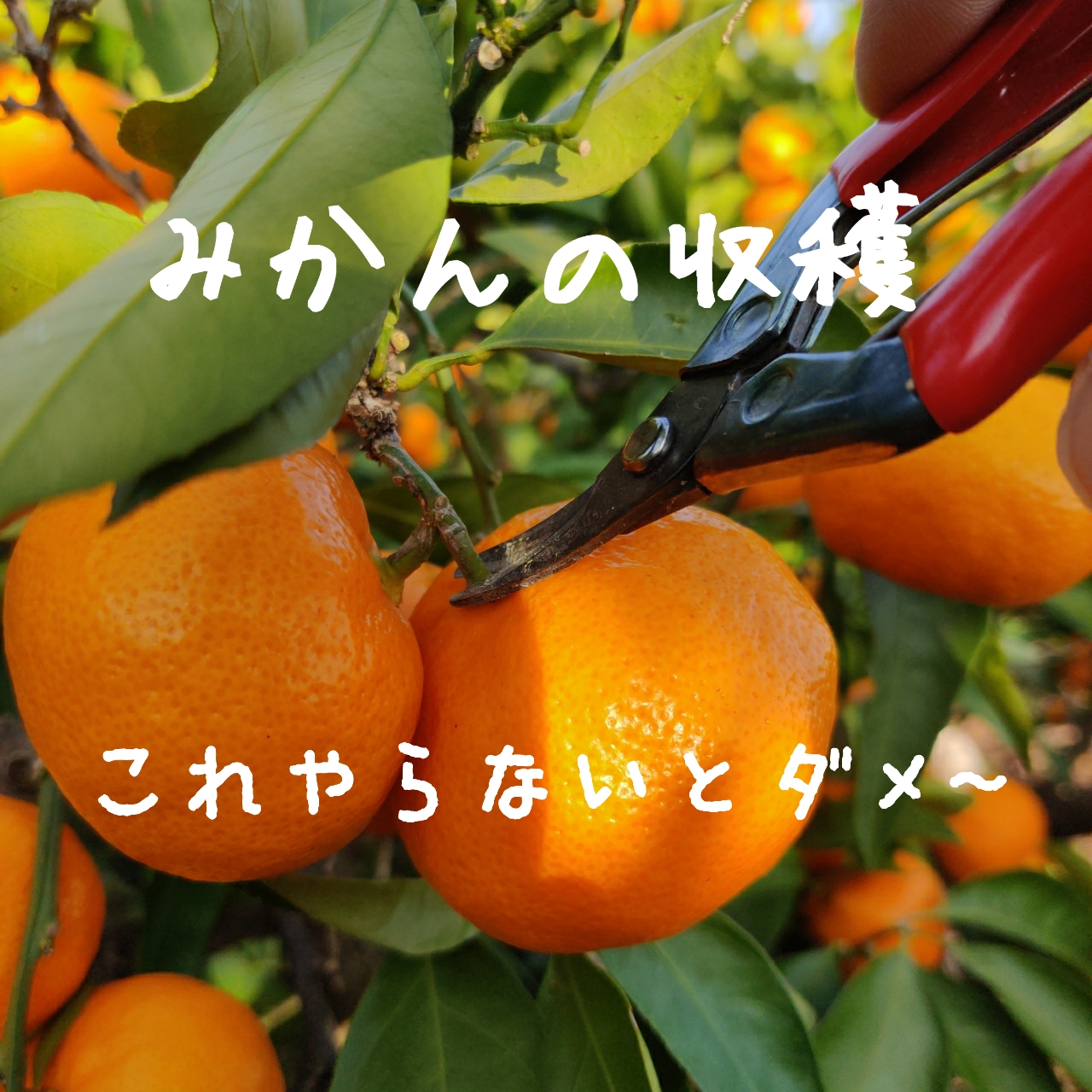 【みかんの収穫】これやらないとダメですよ！